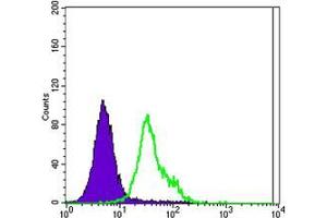 Flow cytometric analysis of MCF-7 cells using ERBB2 mouse mAb (green) and negative control (purple). (ErbB2/Her2 抗体  (AA 750-987))