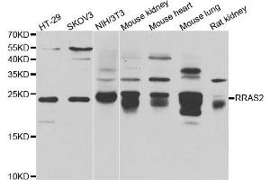 Western blot analysis of extracts of various cell lines, using RRAS2 antibody (ABIN5975473) at 1/1000 dilution. (RRAS2 抗体)