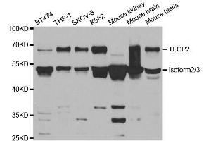 Western blot analysis of extracts of various cell lines, using TFCP2 antibody. (TFCP2 抗体  (AA 1-280))