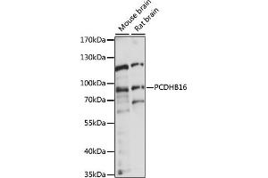 Western blot analysis of extracts of various cell lines, using PCDHB16 antibody (ABIN7269734) at 1:1000 dilution. (PCDHB16 抗体  (AA 29-90))