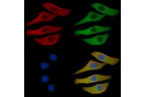 CD79B Mouse Monoclonal Antibody staining Hela cells by IF/ICC.