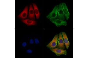 ABIN6257952 and ABIN6274275 staining Hela cells by IF/ICC.