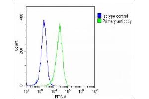 Overlay histogram showing Hela cells stained with B(green line). (Neurotrophin 3 抗体  (C-Term))