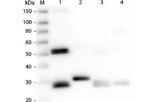 Western Blot of Anti-Rat IgG (H&L) (RABBIT) Antibody. (兔 anti-大鼠 IgG Antibody (DyLight 488) - Preadsorbed)