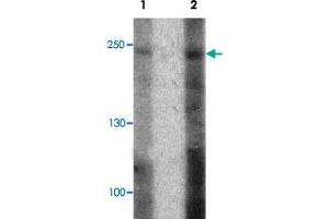 Western blot analysis of 293 cell lysate with ABCA7 polyclonal antibody  at (1) 1 and (2) 2 ug/mL. (ABCA7 抗体  (N-Term))