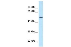 Western Blot showing POLG2 antibody used at a concentration of 1 ug/ml against Fetal Kidney Lysate (POLG2 抗体  (N-Term))
