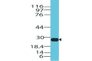 Image no. 1 for anti-Granzyme B (GZMB) (AA 1-200) antibody (ABIN5027237) (GZMB 抗体  (AA 1-200))