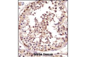 TSPY Antibody (C-term) ((ABIN658804 and ABIN2850505))immunohistochemistry analysis in formalin fixed and paraffin embedded human testis tissue followed by peroxidase conjugation of the secondary antibody and DAB staining. (TSPY1 抗体  (C-Term))