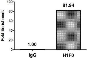 Chromatin Immunoprecipitation Hela (4*10 6 ) were treated with Micrococcal Nuclease, sonicated, and immunoprecipitated with 5 μg anti-H1F0 (ABIN7139585) or a control normal rabbit IgG. (Histone H1-Like (LOC107807853) (meLys101) 抗体)