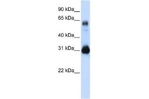 WB Suggested Anti-SOX15 Antibody Titration: 0. (SOX15 抗体  (Middle Region))