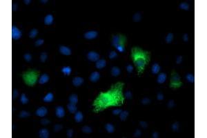 Anti-DPP9 mouse monoclonal antibody (ABIN2455319) immunofluorescent staining of COS7 cells transiently transfected by pCMV6-ENTRY DPP9 (RC224465). (DPP9 抗体)