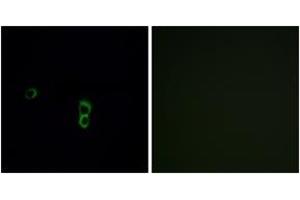 Immunofluorescence analysis of MCF7 cells, using OR9Q1 Antibody. (OR9Q1 抗体  (AA 234-283))