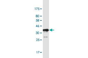 Western Blot detection against Immunogen (35. (PRRX1 抗体  (AA 1-90))