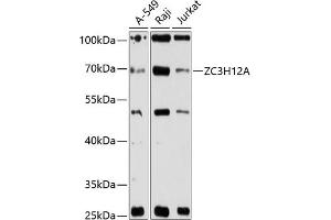 Western blot analysis of extracts of various cell lines, using ZC3H12A antibody (ABIN6132993, ABIN6150392, ABIN6150394 and ABIN6216393) at 1:3000 dilution. (ZC3H12A 抗体  (AA 1-140))
