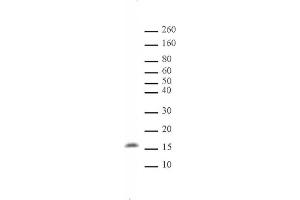 Histone H3 monomethyl Lys122 pAb tested by Western blot. (Histone 3 抗体  (meLys122))
