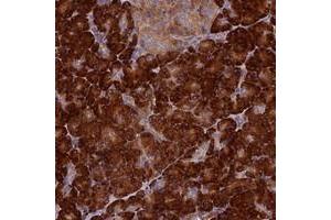 Immunohistochemical staining of human pancreas with RNASEK polyclonal antibody  shows strong cytoplasmic positivity in exocrine glandular cells at 1:50-1:200 dilution. (Ribonuclease K 抗体)