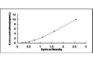 Doublecortin-Like Kinase 1 (DCLK1) ELISA Kit