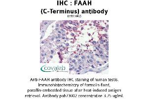 Image no. 2 for anti-Fatty Acid Amide Hydrolase (FAAH) (C-Term) antibody (ABIN1734226) (FAAH 抗体  (C-Term))