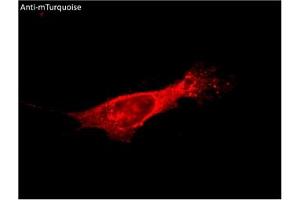 Immunofluorescence (IF) image for anti-mTurquoise Fluorescent Protein antibody (ABIN7273076) (mTurquoise Fluorescent Protein 抗体)