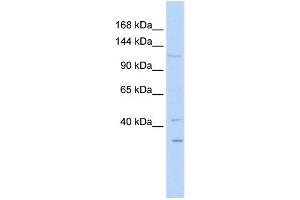 WB Suggested Anti-WWP1 Antibody Titration:  0. (WWP1 抗体  (N-Term))