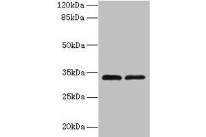 Western blot All lanes: TMEM71 antibody at 0. (TMEM71 抗体  (AA 1-210))