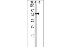 Western blot analysis of BGN Antibody (Center) (ABIN390701 and ABIN2840987) in Sk-Br-3 cell line lysates (35 μg/lane). (Biglycan 抗体  (AA 148-176))
