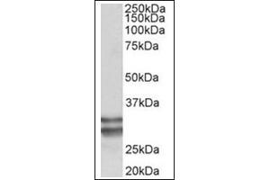 Staining of Human Heart lysate (35µg protein in RIPA buffer) using KLF13 antibody at 0. (KLF13 抗体  (Internal Region))
