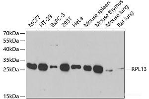Western blot analysis of extracts of various cell lines using RPL13 Polyclonal Antibody at dilution of 1:1000. (RPL13 抗体)
