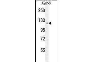 NCK Antibody (Center) (ABIN652097 and ABIN2840548) western blot analysis in  cell line lysates (35 μg/lane). (NCKAP1 抗体  (AA 631-659))