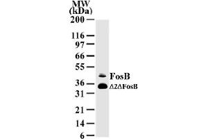 FosB mAb tested by Western blot. (FOSB 抗体  (AA 2-14))