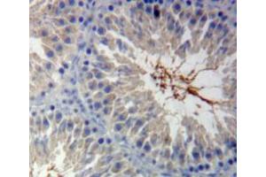 Used in DAB staining on fromalin fixed paraffin-embedded testis tissue (Calmodulin 1 抗体  (AA 1-149))