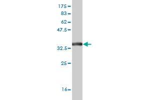 Western Blotting (WB) image for anti-Solute Carrier Family 19 (Thiamine Transporter), Member 2 (SLC19A2) (AA 209-285) antibody (ABIN523986)
