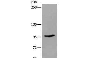Western blot analysis of Mouse skeletal muscle tissue lysate using UNC45B Polyclonal Antibody at dilution of 1:600