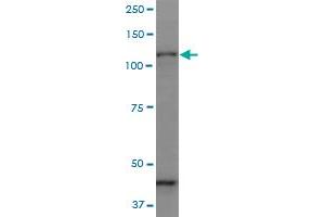PCDHGC3 monoclonal antibody (M07), clone 1C4. (Protocadherin gamma Subfamily C, 3 (PCDHGC3) (AA 1-934) 抗体)