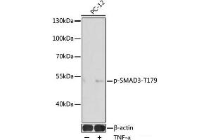 Western blot analysis of extracts of PC-12 cells using Phospho-SMAD3(T179) Polyclonal Antibody at dilution of 1:1000. (SMAD3 抗体  (pThr179))