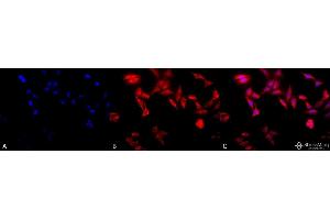 Immunocytochemistry/Immunofluorescence analysis using Rat Anti-TCP1-alpha Monoclonal Antibody, Clone 91a . (TCP1 alpha/CCTA 抗体  (C-Term) (Atto 594))