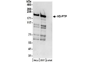 Western Blotting (WB) image for anti-Protein Tyrosine Phosphatase, Non Receptor Type 23 (PTPN23) (AA 1586-1636) antibody (ABIN7450316)