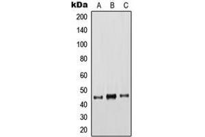 Western blot analysis of Cytokeratin 18 expression in HeLa (A), A431 (B), MCF7 (C) whole cell lysates. (Cytokeratin 18 抗体  (C-Term))