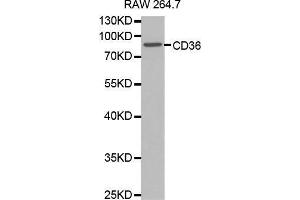 Western blot analysis of extracts of RAW264. (CD36 抗体  (AA 301-400))