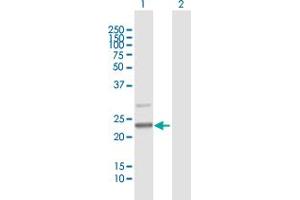 Western Blot analysis of C7orf30 expression in transfected 293T cell line by C7orf30 MaxPab polyclonal antibody. (C7orf30 抗体  (AA 1-234))