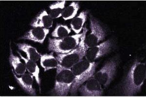Immunofluorescent staining of HeLa cells with anti-HAX-1 antibody.