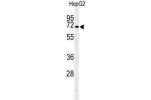 Western blot analysis of ARSI Antibody (C-term) in HepG2 cell line lysates (35µg/lane).