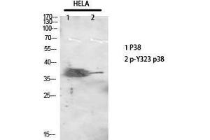 Western Blotting (WB) image for anti-Mitogen-Activated Protein Kinase 14 (MAPK14) (pTyr323) antibody (ABIN3179676) (MAPK14 抗体  (pTyr323))
