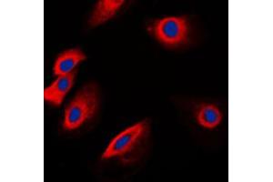 Immunofluorescent analysis of POFUT1 staining in K562 cells. (POFUT1 抗体  (C-Term))