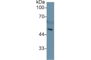 Western blot analysis of Mouse Serum, using Mouse HPA Antibody (1 µg/ml) and HRP-conjugated Goat Anti-Rabbit antibody ( (HPSE 抗体  (AA 27-101))