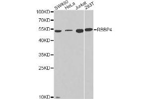 Western blot analysis of extracts of various cell lines, using RBBP4 antibody. (Retinoblastoma Binding Protein 4 抗体)