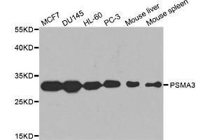 Western blot analysis of extracts of various cell lines, using PSMA3 antibody. (PSMA3 抗体  (AA 1-255))