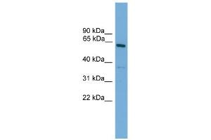 WB Suggested Anti-Nr2c1 Antibody Titration: 0. (NR2C1 抗体  (N-Term))