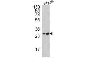 Western blot analysis of BCL2L11 Antibody (Center) in K562, HL-60 cell line lysates (35ug/lane). (BIM 抗体  (Middle Region))