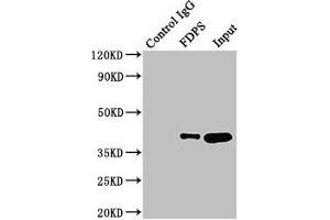 Western Blotting (WB) image for anti-Farnesyl Diphosphate Synthase (FDPS) (AA 1-419) antibody (ABIN7152571)